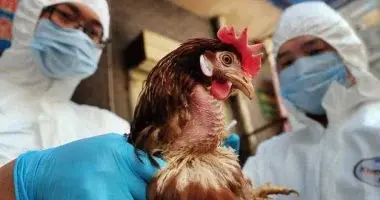 تفشي فيروس إنفلونزا الطيور H5N1 وطرق الوقاية والأعراض