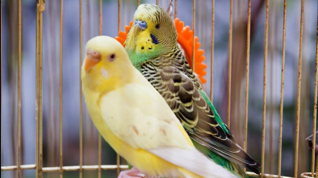 تربية طيور الزينة في المنزل وفق الضوابط الشرعية