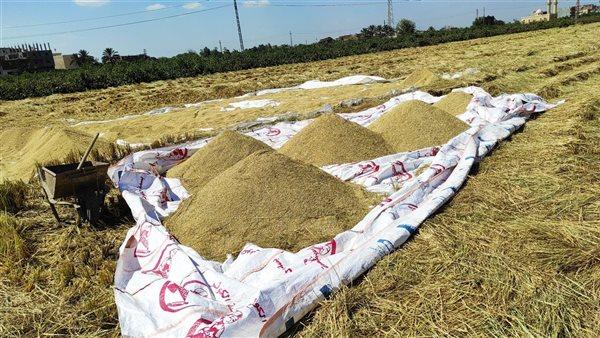 حكم التعاقد على شراء المحاصيل قبل الحصاد وفق بيع السلم