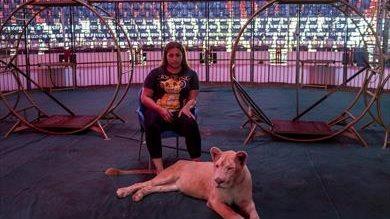 تحقيقات واقعة إصابة طفلة داخل السيرك القومي في مصر