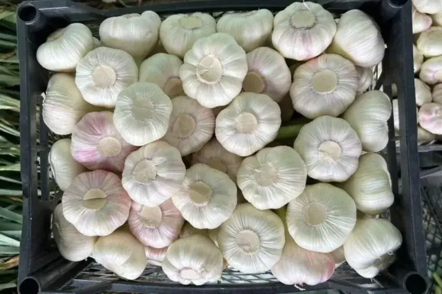 سحب منتجات ثوم ملوثة من الأسواق بسبب خطر التسمم