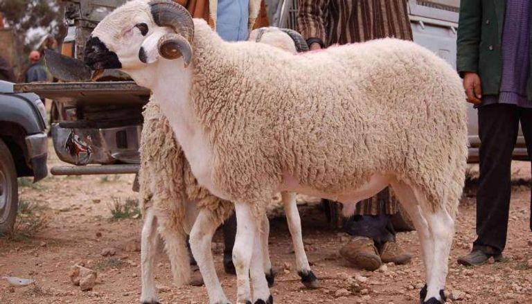 حكم ترك الأضحية للقادر في الإسلام