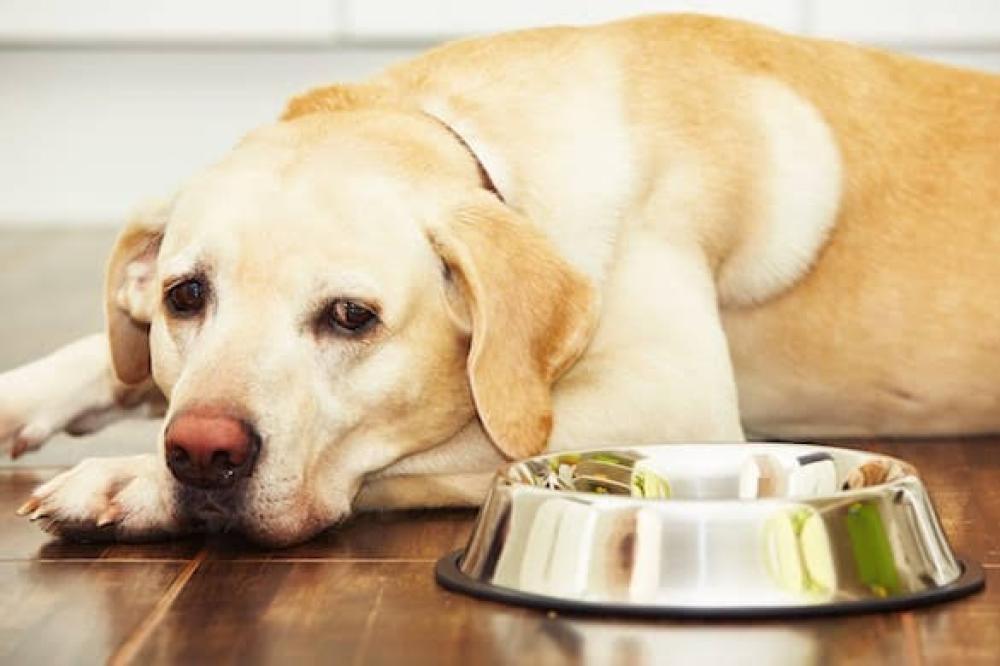 Loss of appetite in dogs in Nasr City