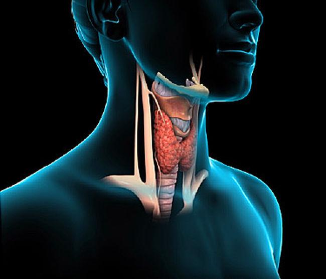 Thyroid function testing and thyroid gland evaluation in Faisal with Prof. Dr. Ahmed Yousry Awad