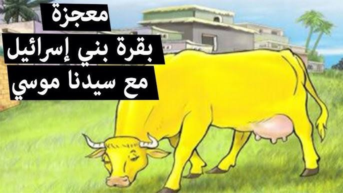 قصة البقرة في القرآن الكريم كاملة