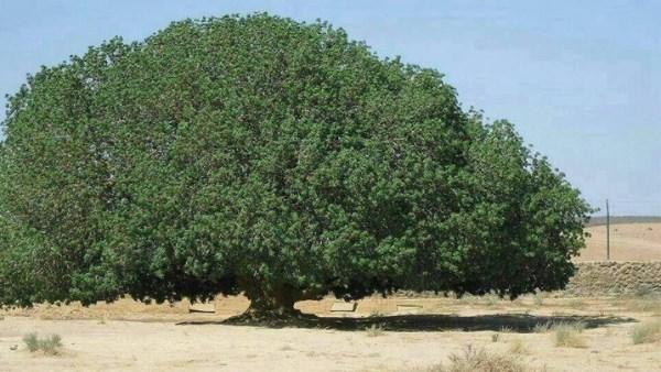 قصة الشجرة العجيبة التي استظل تحتها النبي وباقية ليومنا هذا