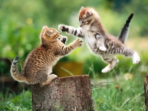 Veterinary clinic for cats in Nasr City - Pets Vet Clinic