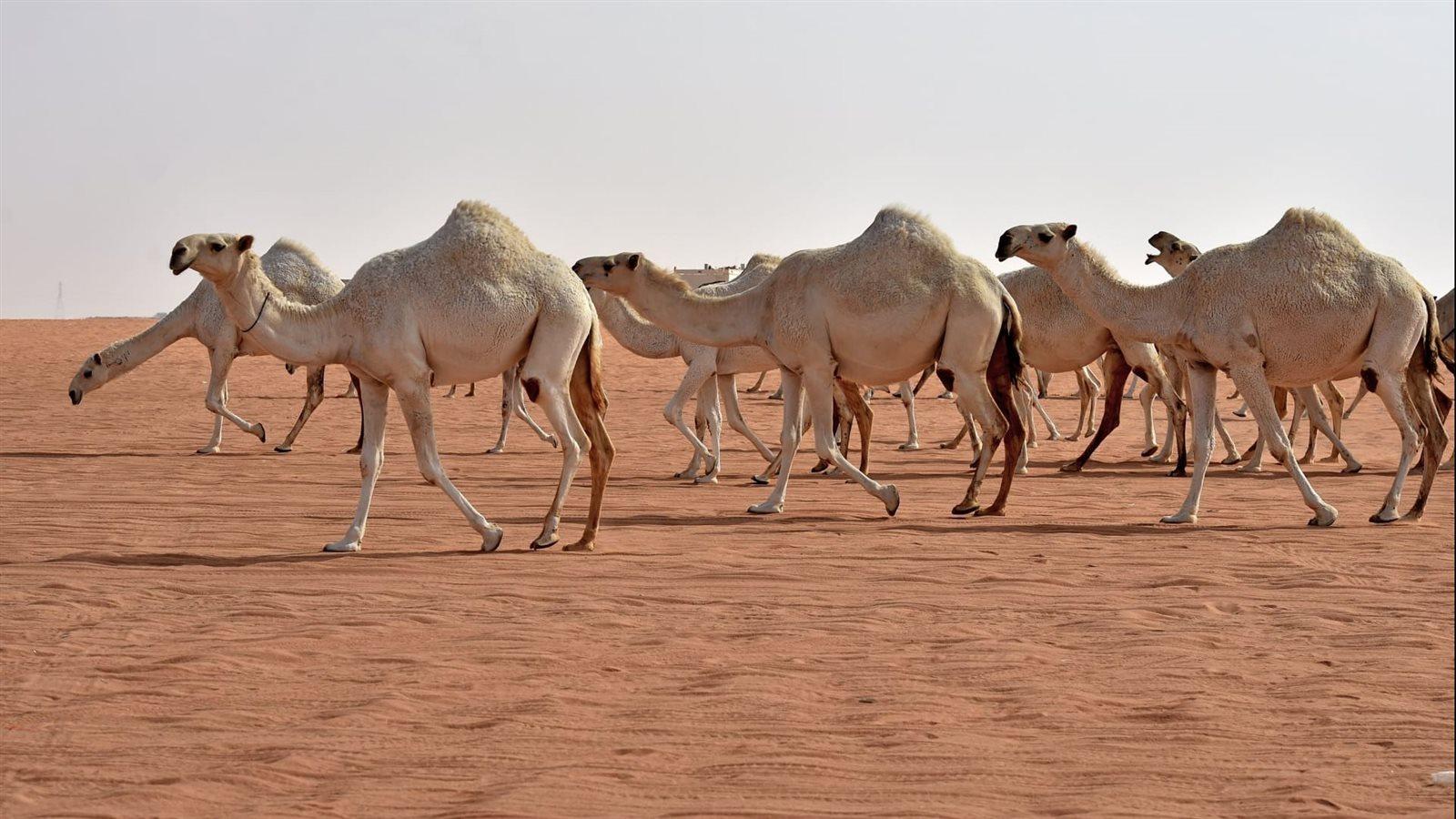 الإبل