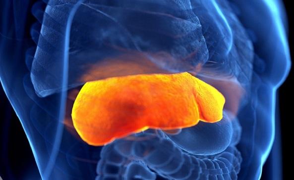 أداة ذكاء اصطناعي لتحليل أنسجة الكبد وتسريع تطوير العلاجات