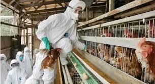 تفشي إنفلونزا الطيور في مزرعة دواجن باليابان