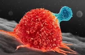 OncoMark أداة ذكاء اصطناعي لتحليل الخلايا السرطانية وتصميم علاجات مخصصة