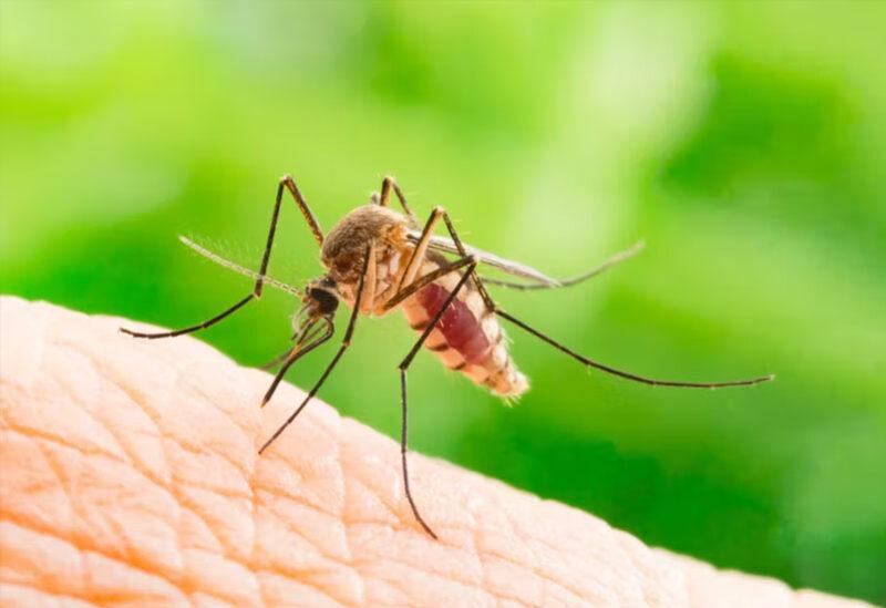 تفشي أمراض البعوض في كوبا