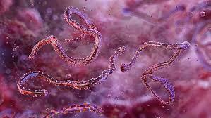 فرق طبية وإجراءات طبية للسيطرة على فيروس ماربورغ في إثيوبيا