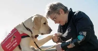 كلب لابرادور مدرب على كشف انخفاض السكر لدى الأطفال