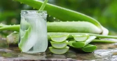 مركبات طبيعية في الصبار قد تساعد في علاج مرض الزهايمر