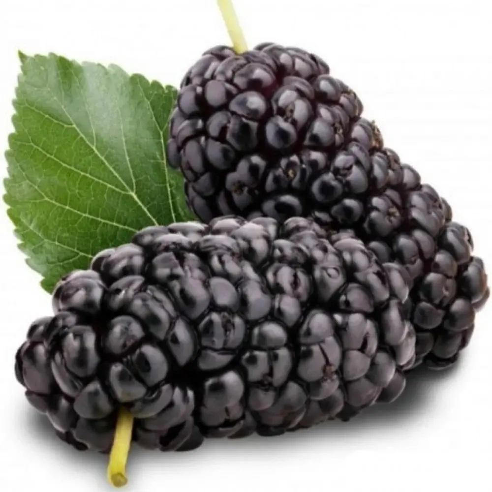 فوائد وأضرار عصير التوت البري على المسالك البولية