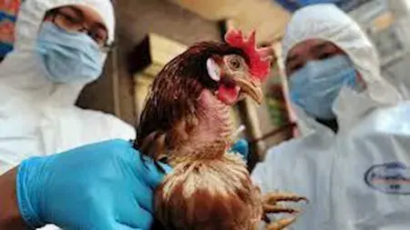 تفشي إنفلونزا الطيور H5N1 في مزارع الدواجن بولاية كيرالا الهندية