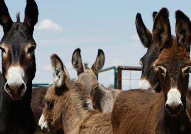 مأساة وفاة طفل بعد هجوم حمار بقرية طنبدي في المنيا