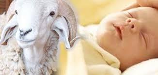 حكم العقيقة وعدد الشياه للمولود الجديد في الإسلام