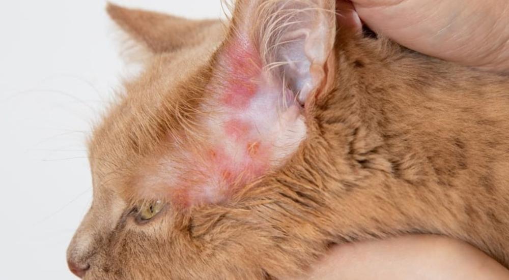 Cat Fungal Infection Treatment in Nasr City Cat Fungal Infection Treatment in Nasr City