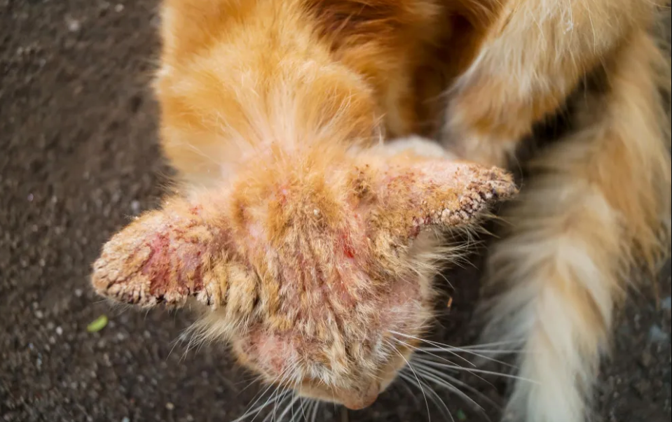 Skin infection treatment for cats and dogs in Nasr City