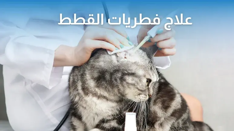 علاج فطريات القطط