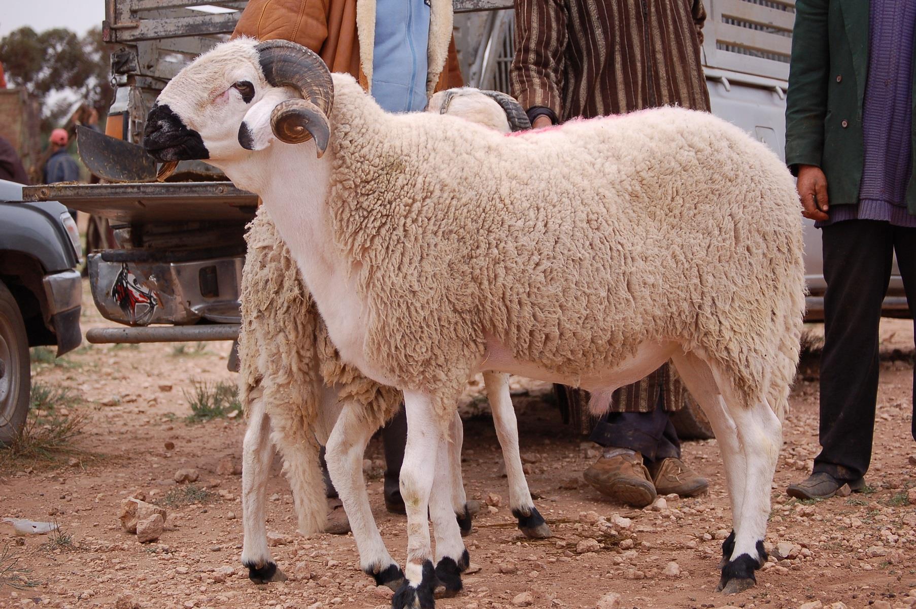 نحر أضحية عيد الأضحى وأداء الدعاء.