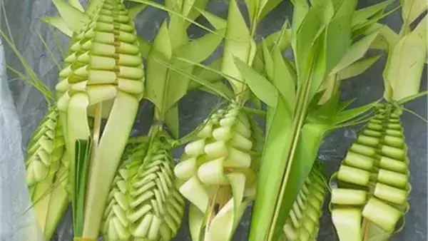 احتفالات أحد السعف في الكنيسة القبطية الأرثوذكسية