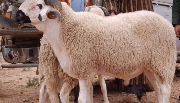  الأضحية