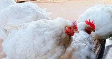 أسعار الدواجن والفراخ في أسواق كفر الشيخ اليوم الجمعة