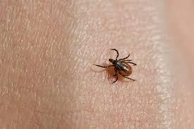 الرجل الأمريكي أول وفاة بسبب حساسية اللحوم الناتجة عن لدغة قراد