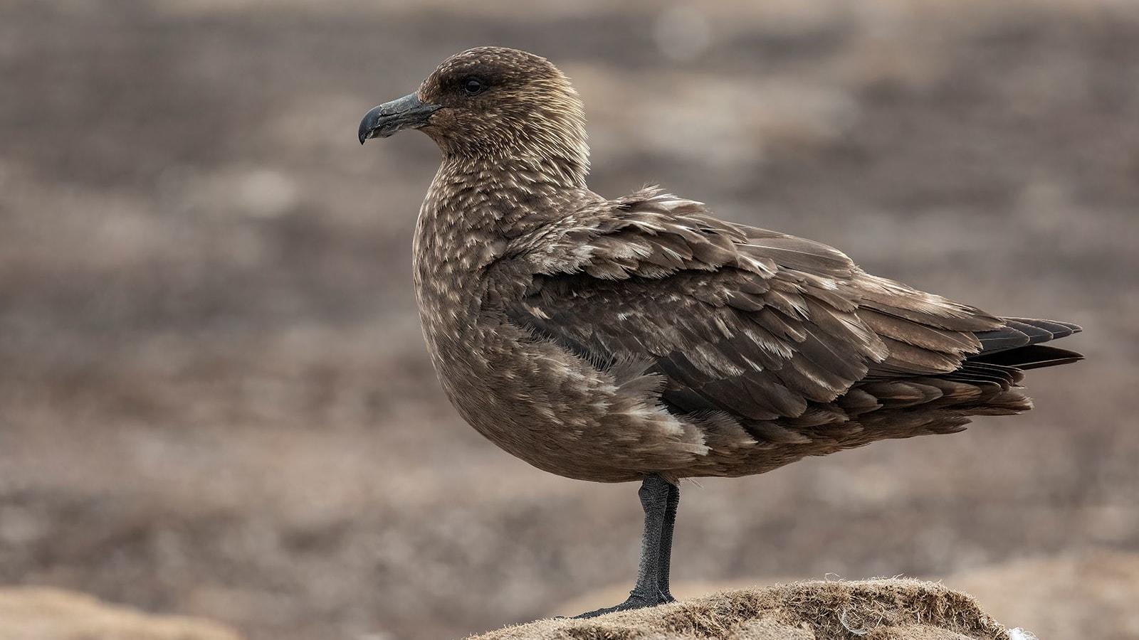 طيور برية تتحرك في المزارع