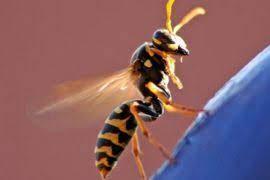 وفاة أب وابنه بعد تعرضهما لهجوم دبابير عملاقة في لاوس بأكثر من 100 لسعة