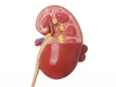 الطقس البارد يؤثر على صحة المسالك البولية ويزيد التبول المتكرر