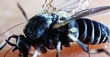 وفاة طفل أردني بلدغة ذبابة الرمل السوداء وتحذيرات من خطرها