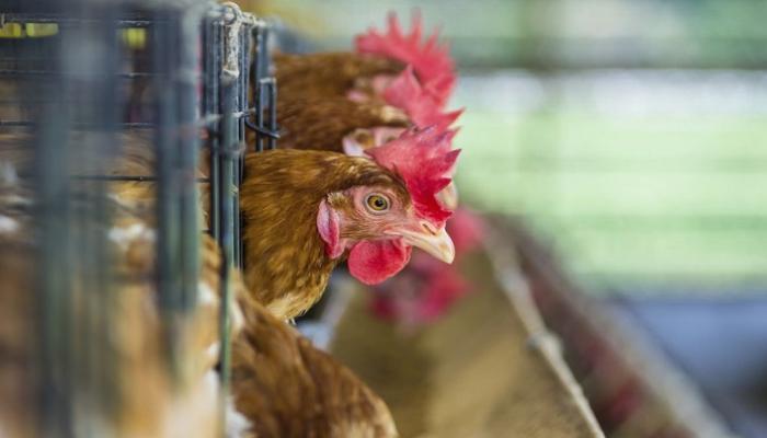 فرنسا ترفع مستوى التأهب لإنفلونزا الطيور بعد اكتشاف بؤر جديدة في المزارع